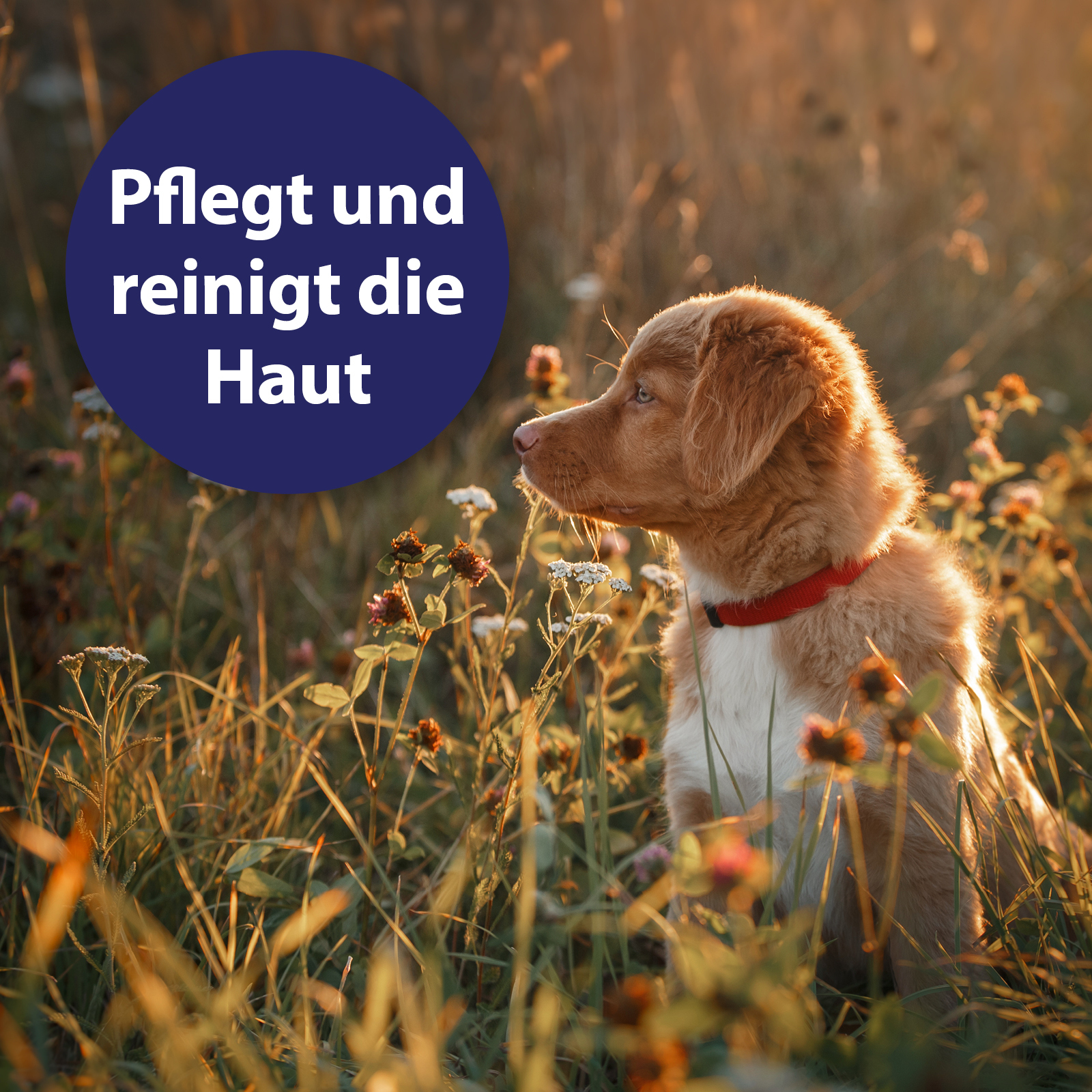 Canosept Fellpflege Canosept Wundspray für Hunde 75 ml
