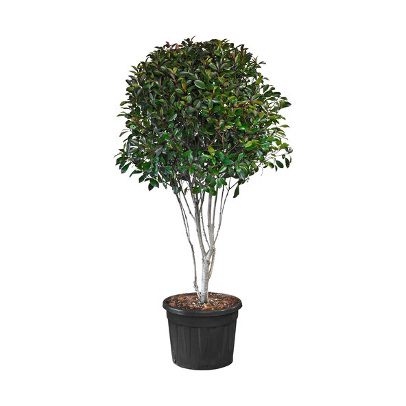 Photinia Red Robin, 220–240 cm