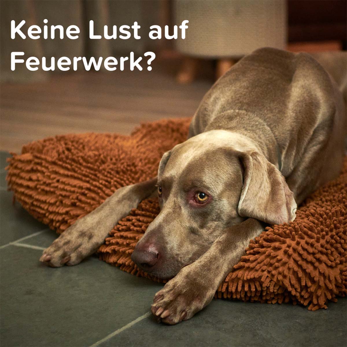 beaphar CaniComfort Wohlfühl Spot On 3x1ml kaufen bei ZooRoyal