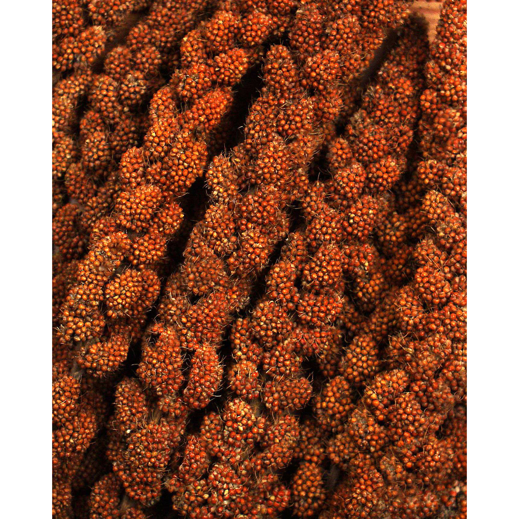 JR Farm Snacks JR Farm rote Kolbenhirse 3x500g