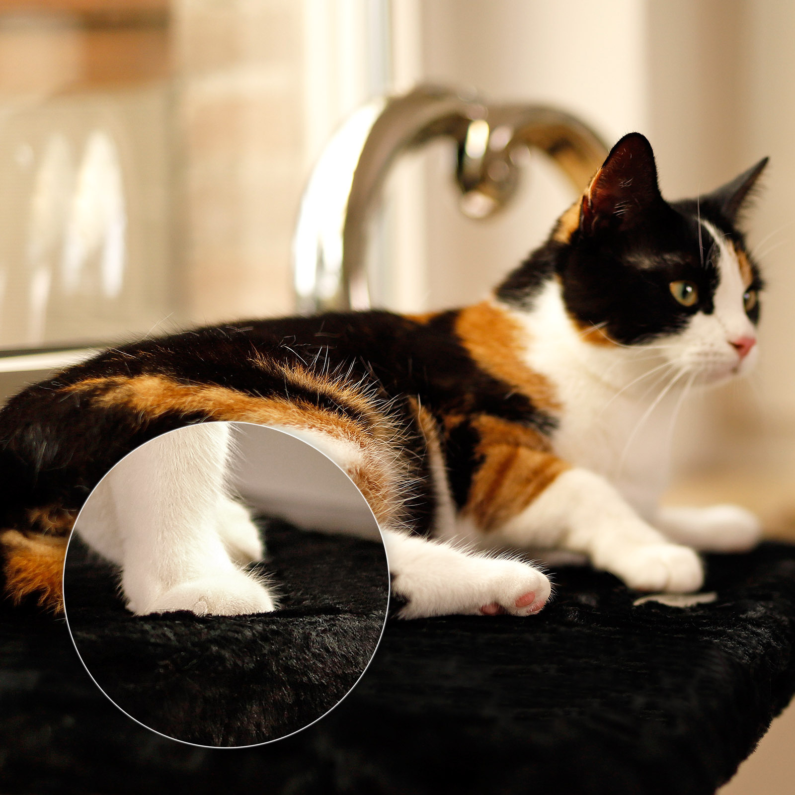 Lionto Katzenhängematten & Fensterliegeplätze Lionto Katzenliege für Fensterbank schwarz