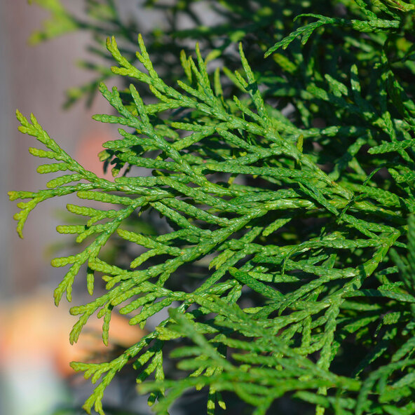 Lebensbaum-Hecke Thuja Smaragd, 20 Stk.