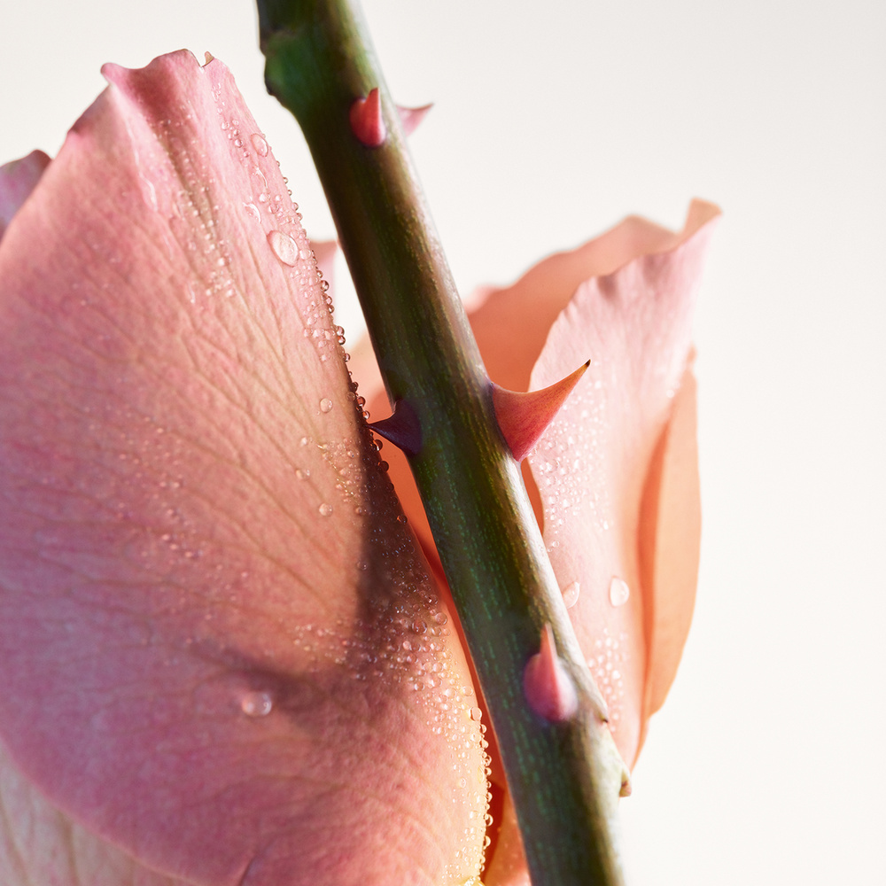 Bottega Veneta Parco Palladiano VI - Rosa Eau de Parfum