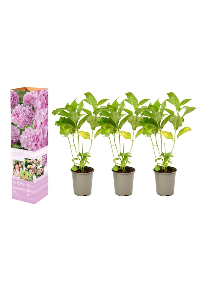 OH2 3-er: Set Hortensie (Hydrangea macrophylla) in Rosa günstig kaufen onesize