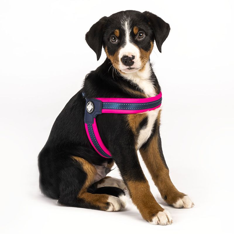 Max & Molly Q-Fit G﻿eschirr Matrix Pink zu TOP-Preisen | bitiba %