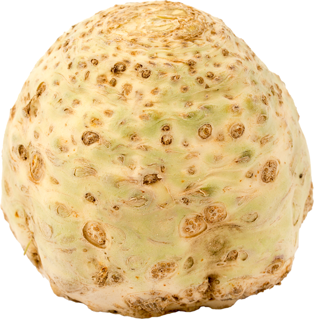 Knollensellerie