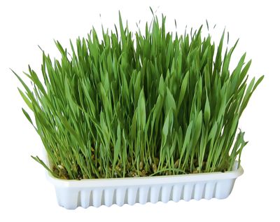 Nagergras