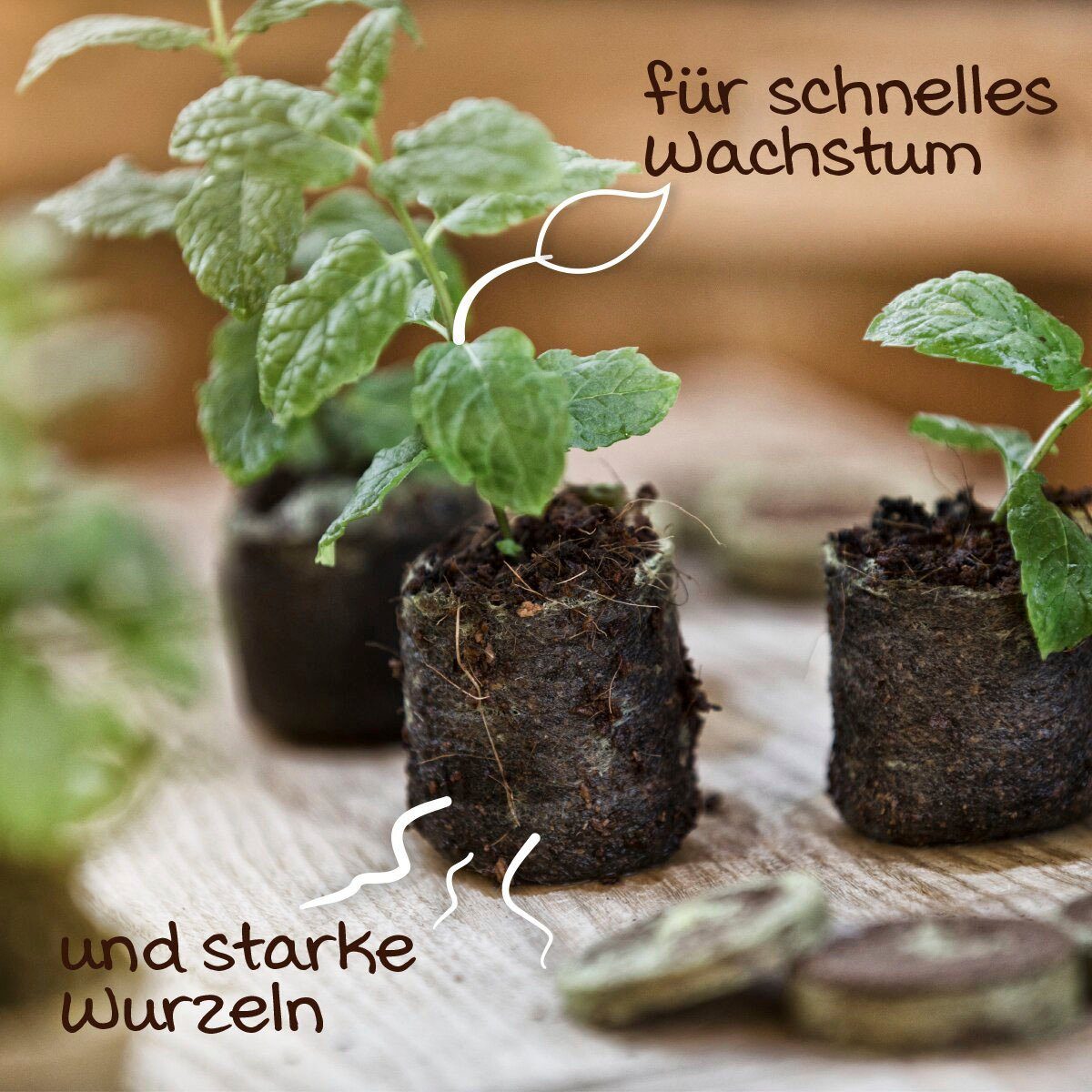 Windhager Anzucht- und Kräutererde, (Packung, 100-St), Kokos-Quelltabs zur Anzucht, torffrei