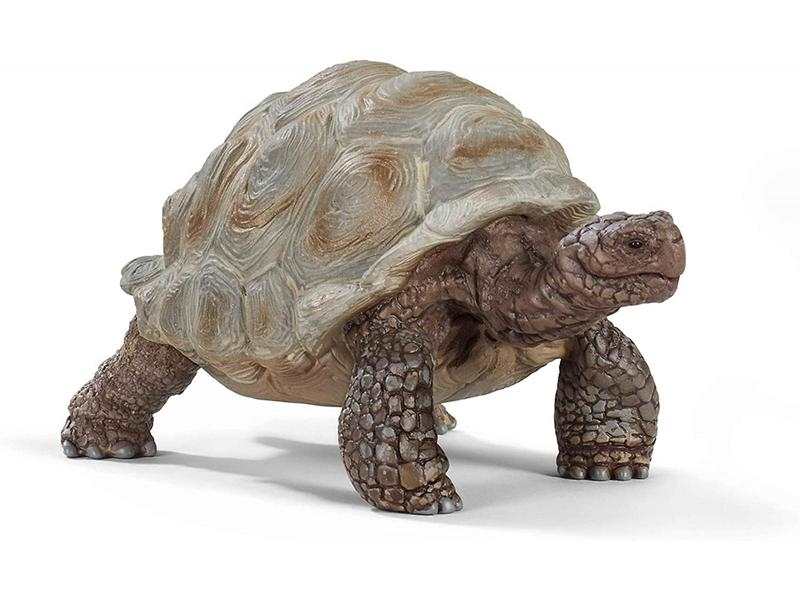Tortue géante
