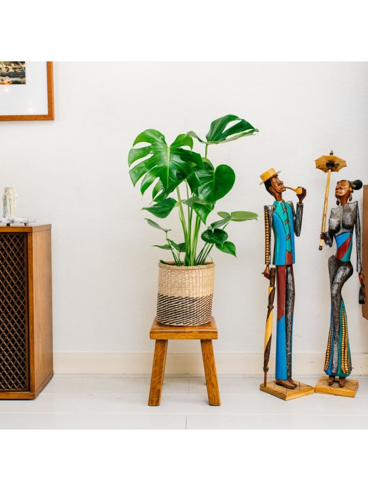 OH2 Monstera Deliciosa in Grün günstig kaufen onesize