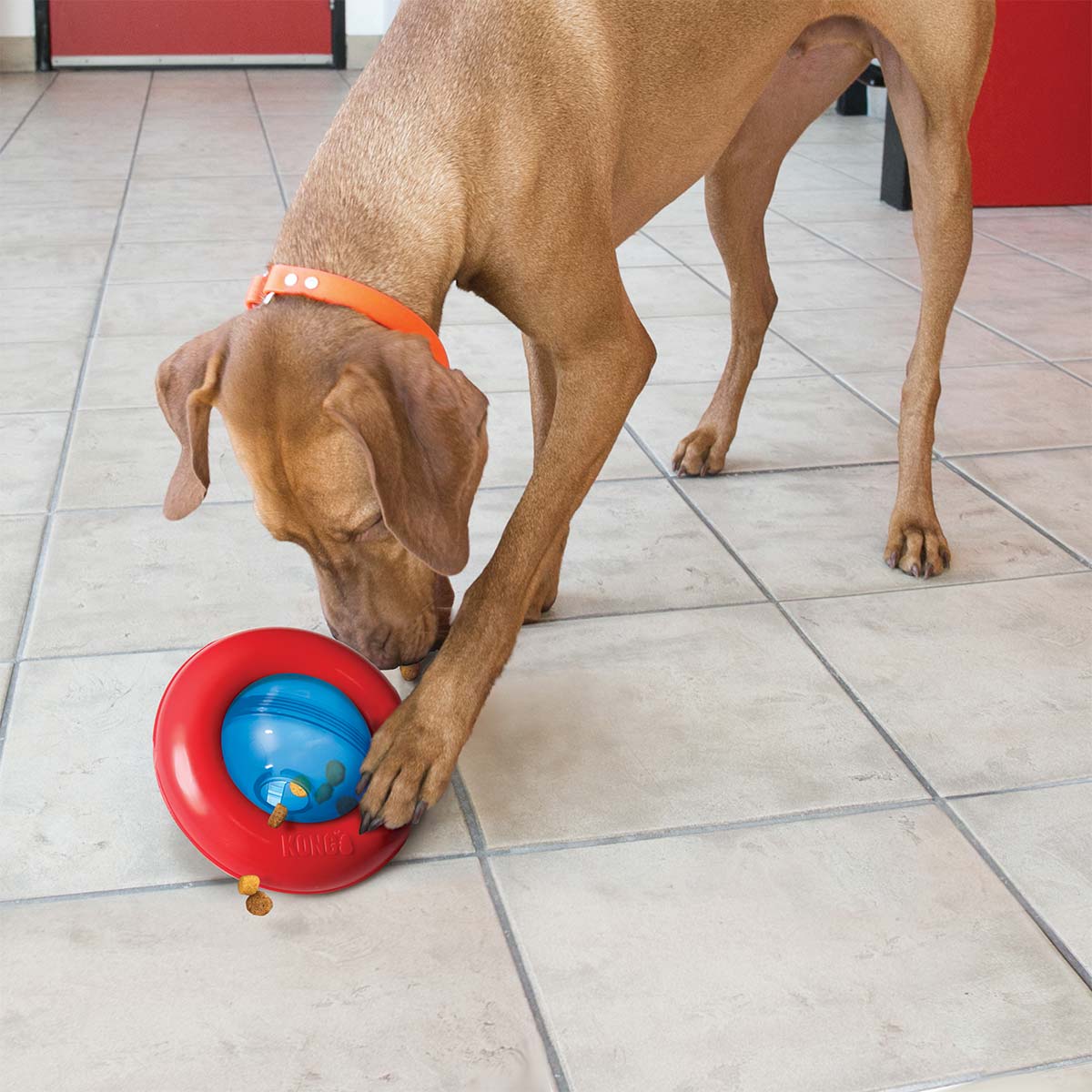 KONG Hundespielzeug Gyro L günstig kaufen bei ZooRoyal