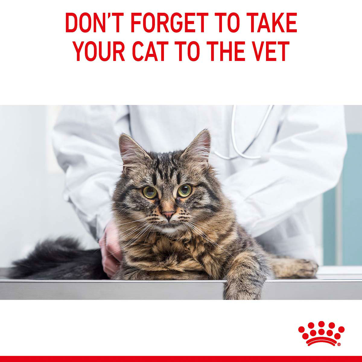 Royal Canin FCN Light Weight Care günstig kaufen