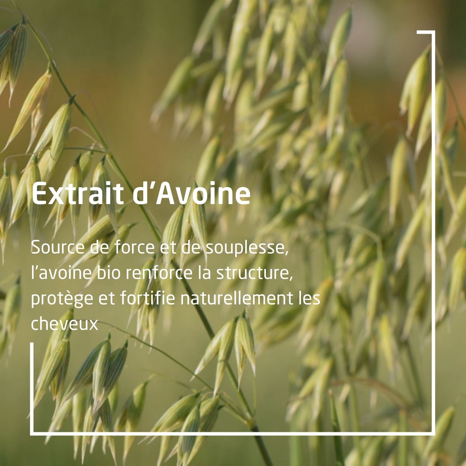 Weleda Avoine Shampooing Régénérant - Soin Cheveux Secs et Abîmés - 190 ml
