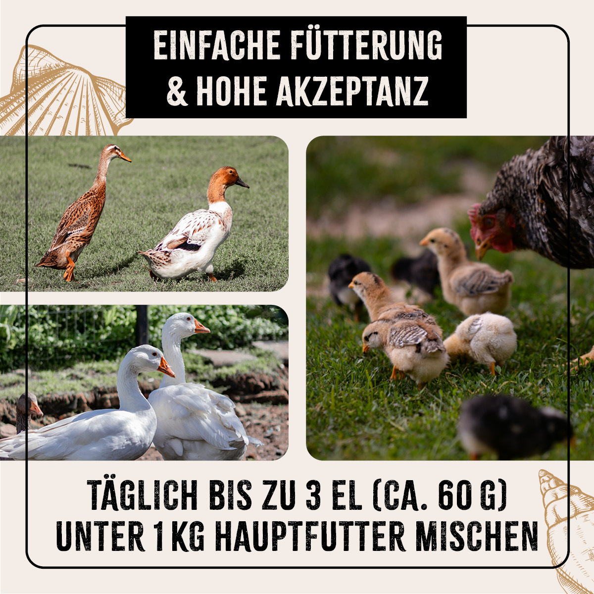Aniforte Futter & Heu Aniforte FarmLife Muschelgrit für Hühner 5kg