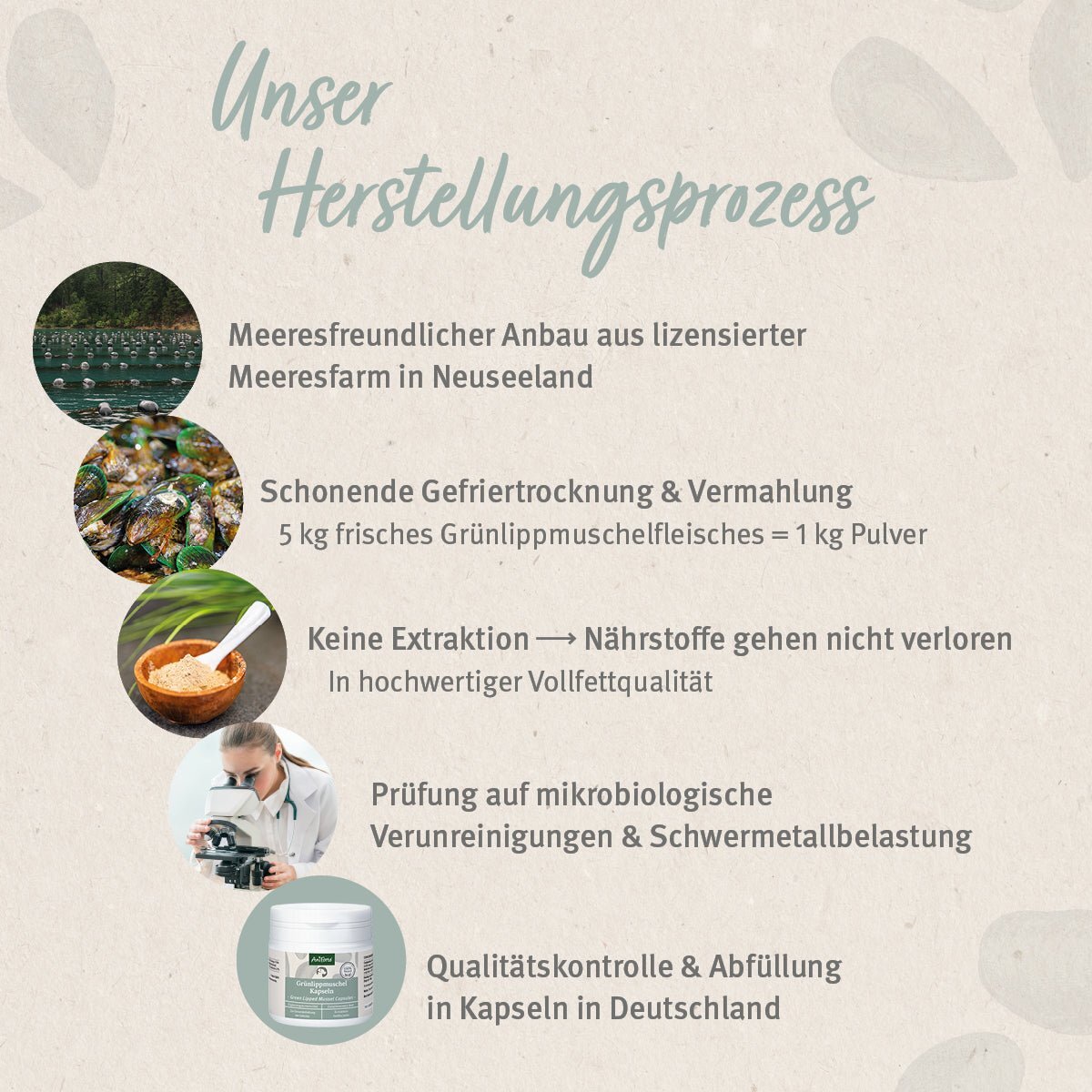 Aniforte Ergänzungsfutter & Aufzucht Aniforte Grünlippmuschel Kapseln 300 Stk