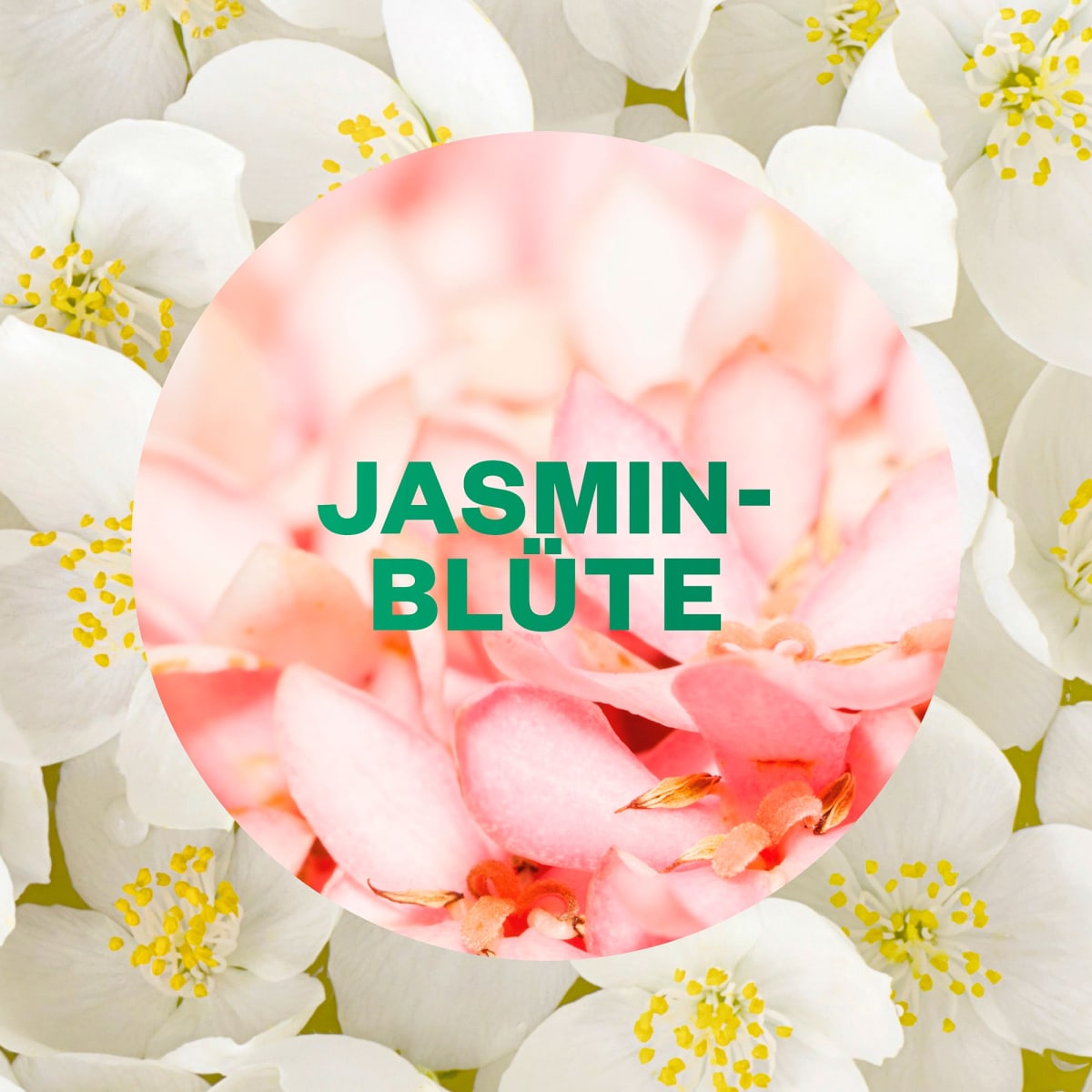 Lufterfrischer Active Fresh Jasminblüte Nachfüllpack, 228 ml