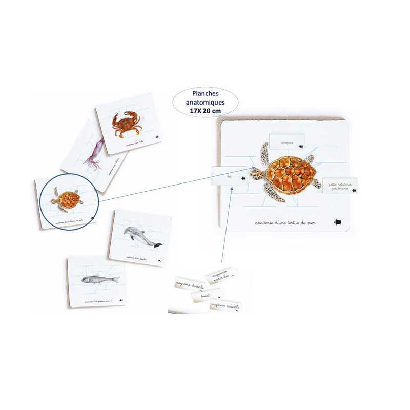 Coffret Montessori, les animaux des océans - Nathan Jeunesse