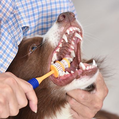 Arm & Hammer Zahnpflege-Set aus Zahnbürste und Zahnpasta