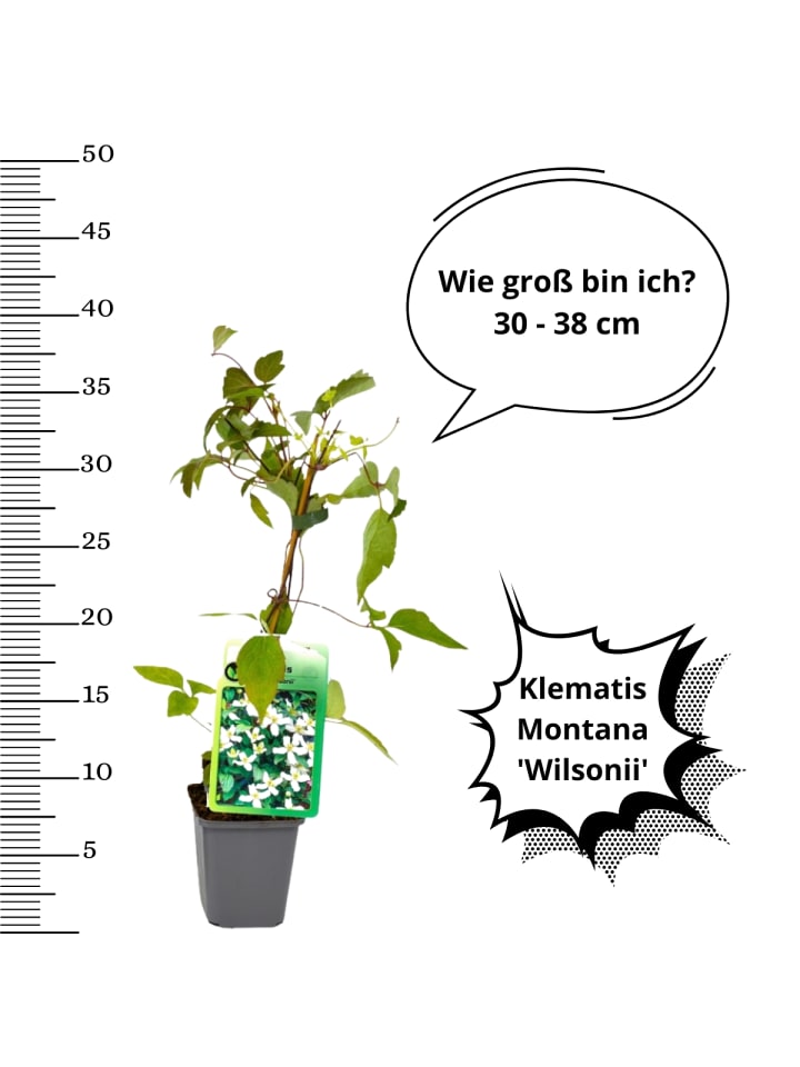 OH2 3er-Set Pflanzen Clematis montana Wilsonii in Weiß  günstig kaufen onesize