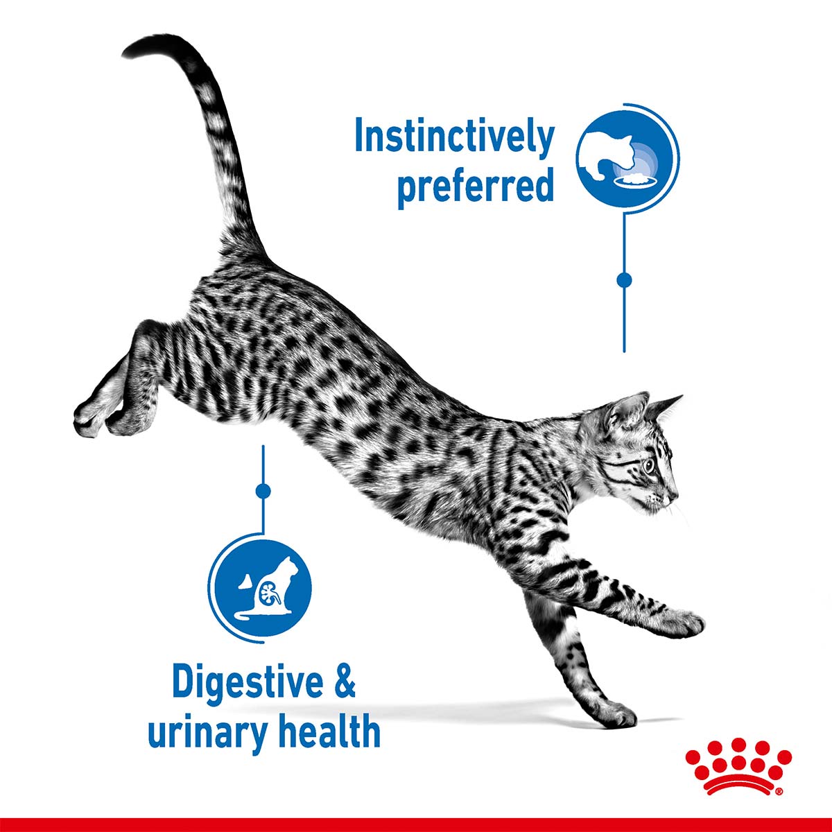 ROYAL CANIN INDOOR Trockenfutter 10kg + INDOOR Sterilised Nassfutter 48x85g