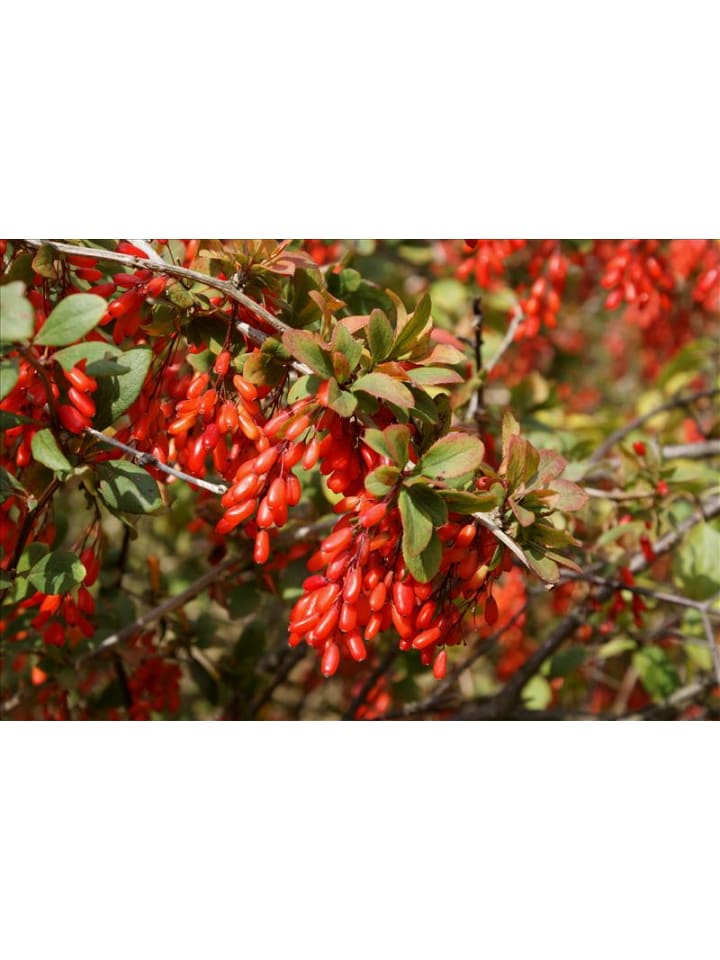 OH2 4er-Set: Goji-Beeren Superfood-Pflanzen in Rot günstig kaufen onesize
