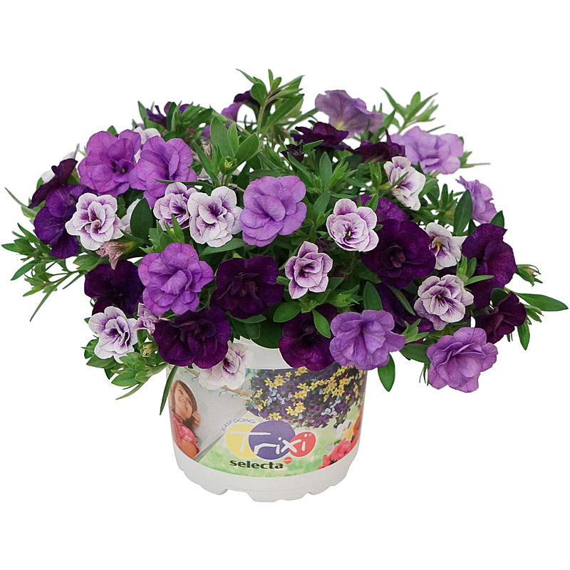 Småpetunia P12 Calibrachoa