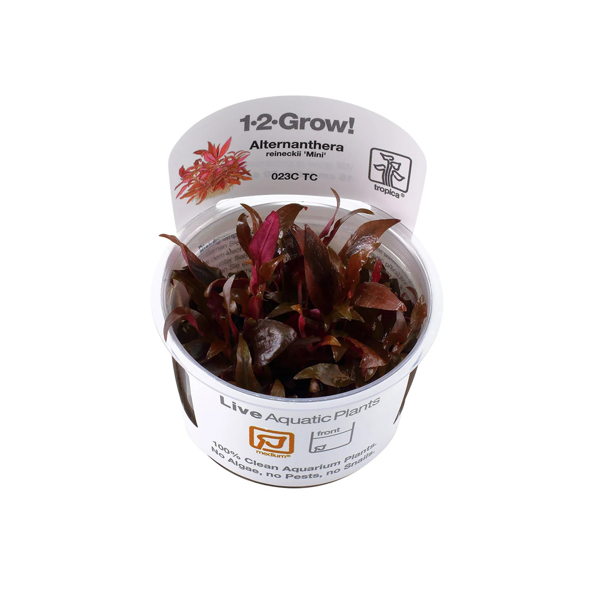 Tropica Aquariumpflanze Alternanthera reineckii 'Mini'