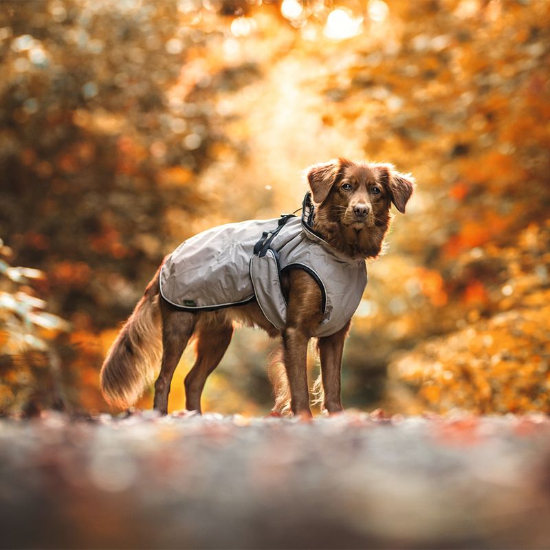 HUNTER Hundemantel Uppsala zu TOP-Preisen