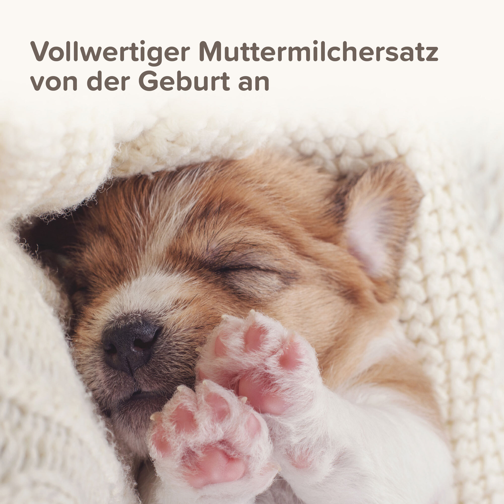 Beaphar Ergänzungsfutter & Aufzucht Beaphar Lactol Aufzucht-Milch 500 g