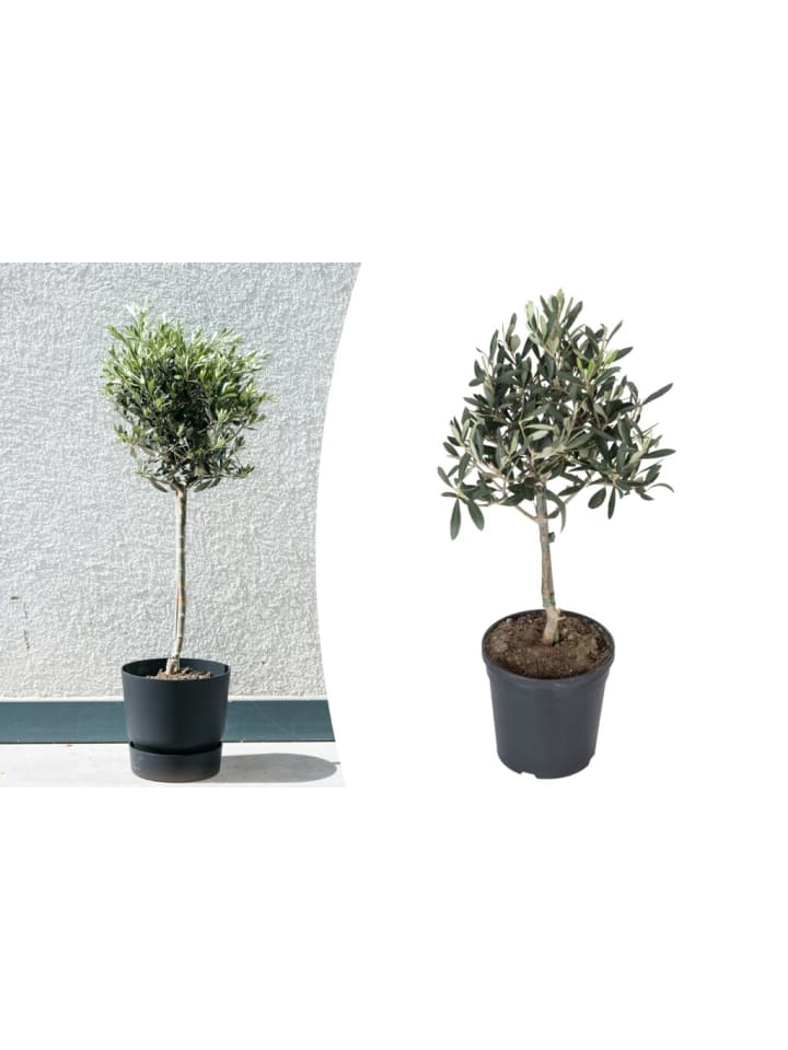 OH2 Olivenbäume winterhart auf Stamm mittel günstig kaufen onesize