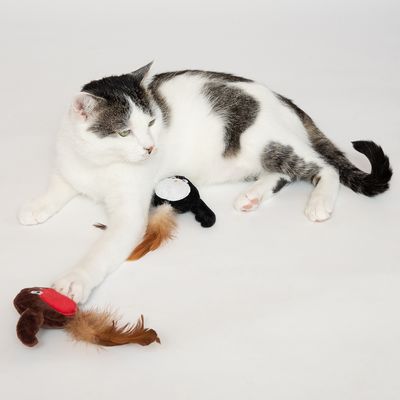 Katzenspielzeug Robins