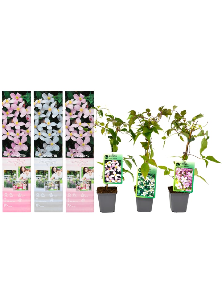 OH2 3er-Set Klematis Montana in Bunt günstig kaufen onesize