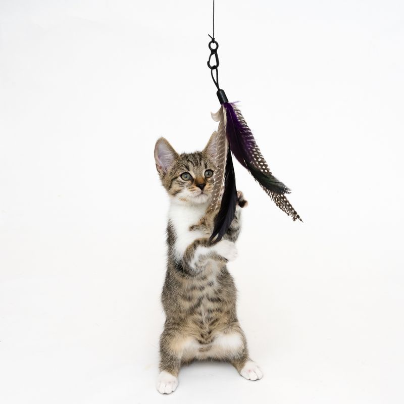 Katzenangel 3 in 1 XXL zu TOP-Preisen