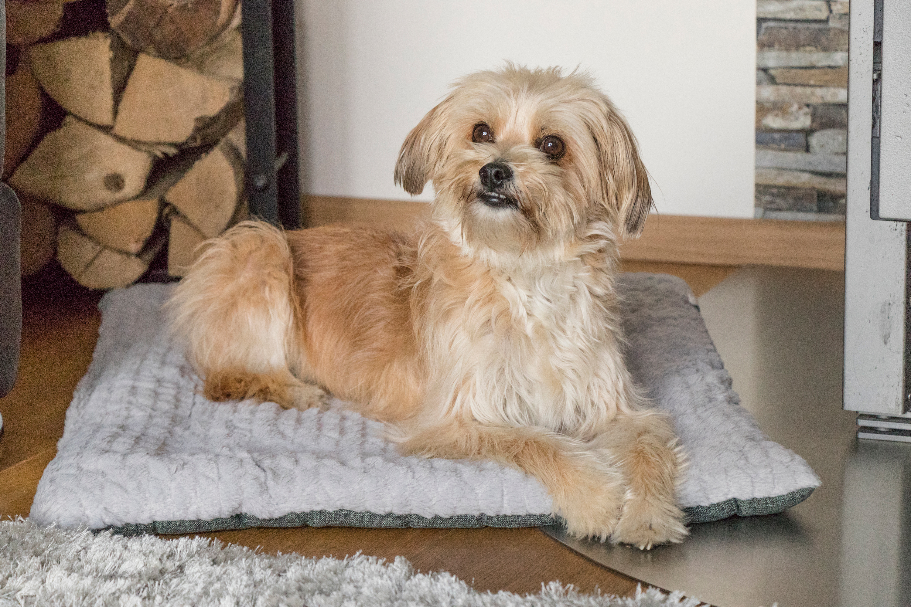 TrendPet Hundedecken TrendPet Heaven gefütterte Liegedecke XXL