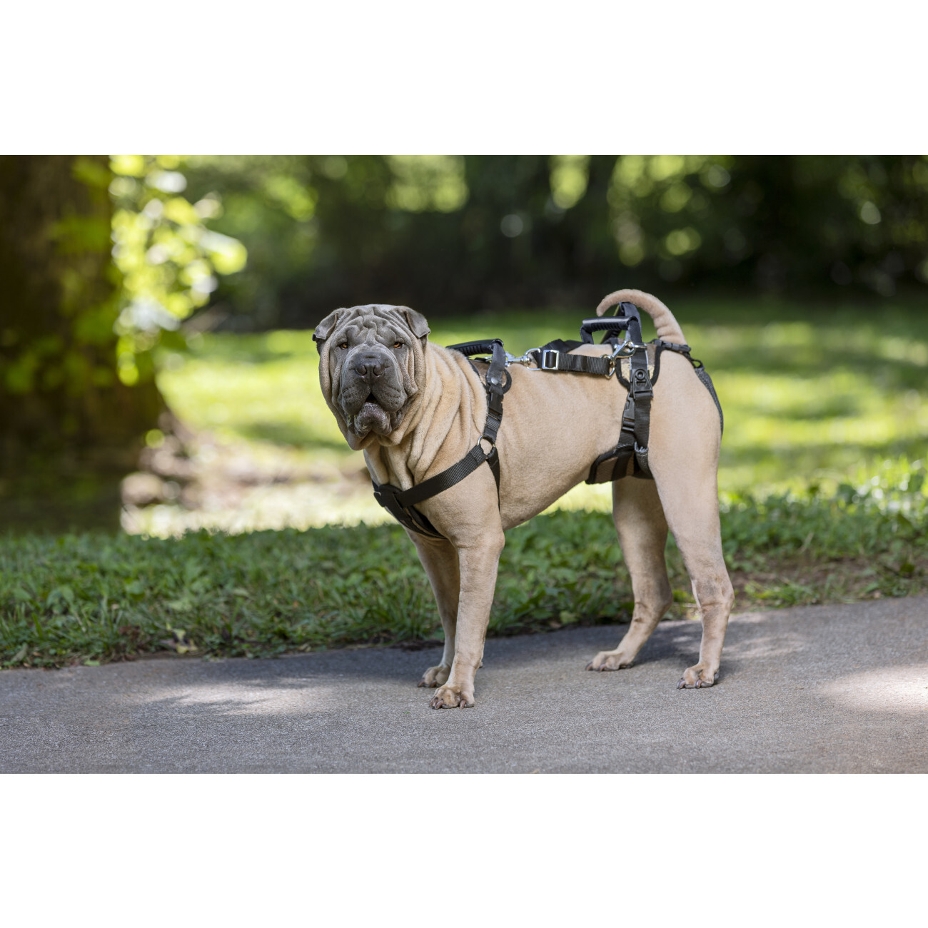 PetSafe Hundegeschirre PetSafe CareLift Hebegeschirr für Hunde beige/ schwarz M