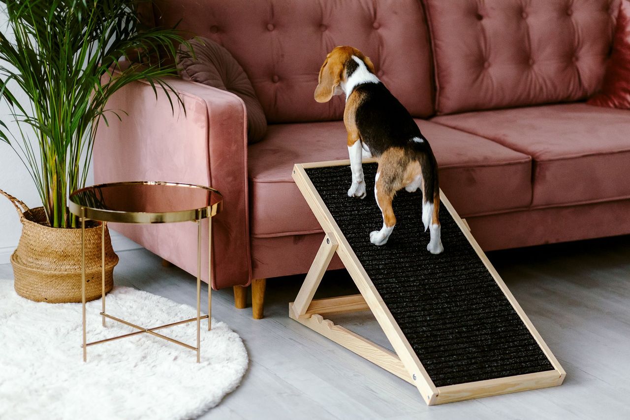 Animood Hunderampe Skipper naturbelassen Hundetreppe