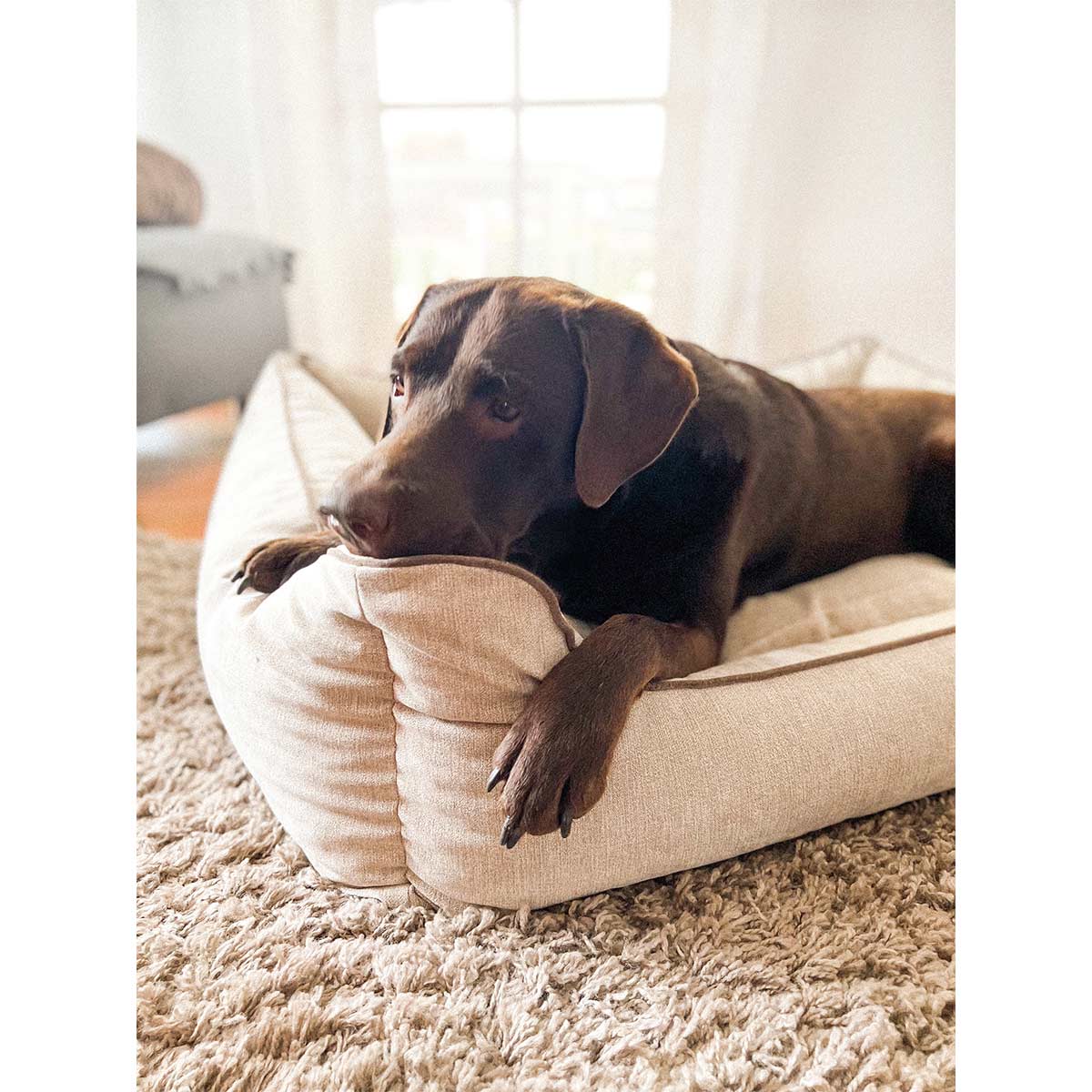 Aumüller Hundebett Sofa Ortho Line Beige kaufen bei ZooRoyal