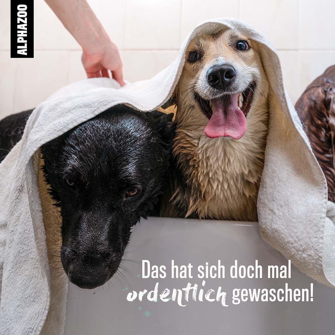 ALPHAZOO Fellpflege ALPHAZOO Every-Day Shampoo für Hunde & Katzen