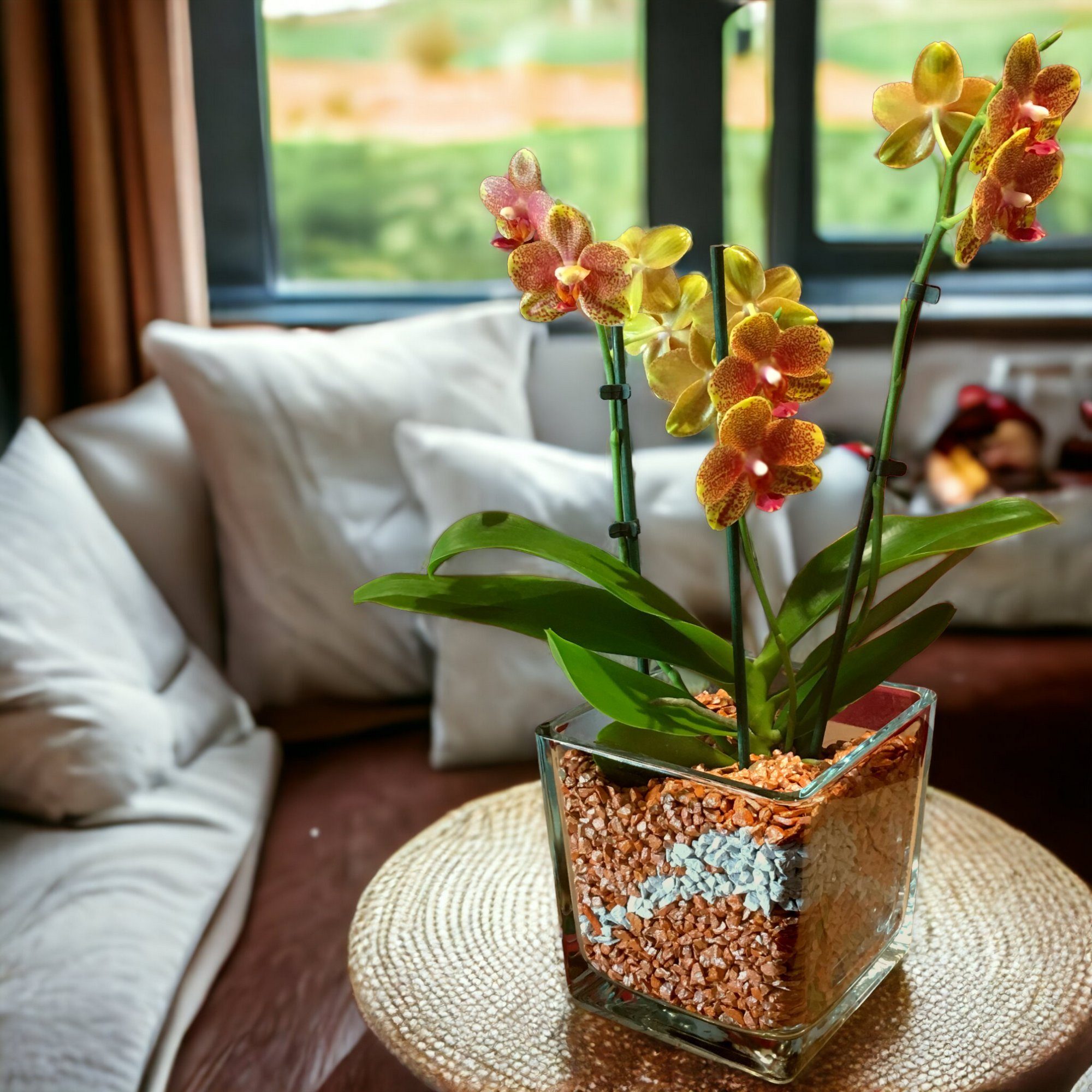 colomi Pflanzgranulat Spezial Pflanzboden für Orchideen - patentiert weiss, mit Ionenaustauscher, 1 Liter