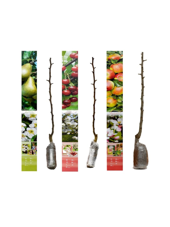 OH2 3er-Set Jonagold Apfel-Birne-Kirsch Obstbäume in Bunt günstig kaufen onesize