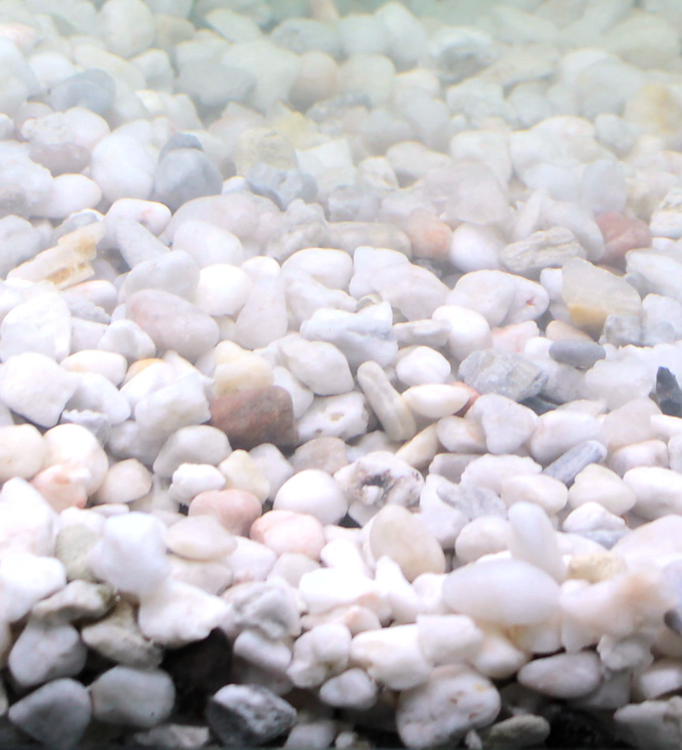 Silbermann Bodengrund Silbermann Silberman Bright Gravel 10 kg