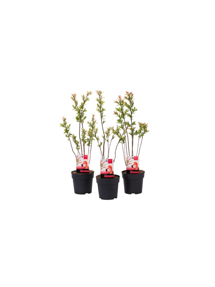 OH2 3er Set: Salix Buschpflanzen günstig kaufen onesize