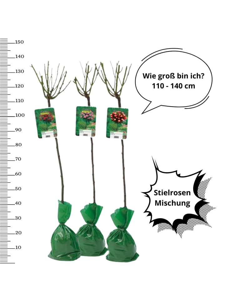 OH2 3er-Set: XXL Großblütige Standardrosen in rot/rosa günstig kaufen onesize