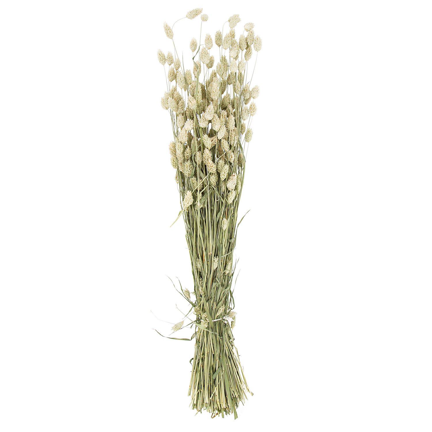Echtes Phalaris, natur