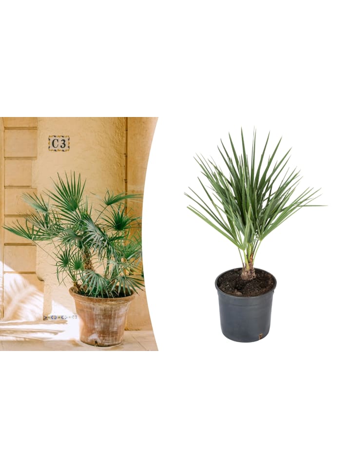 OH2 Chamaerops humilis Mittel in Grün günstig kaufen onesize