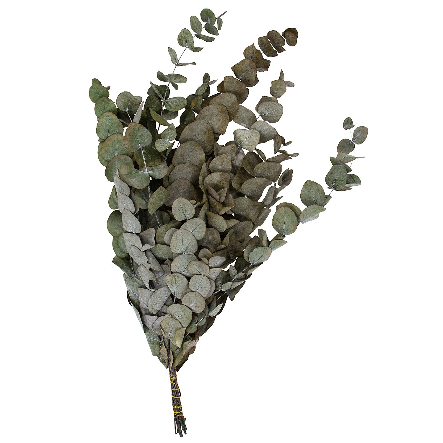 Echter Eukalyptus-Zweig, grün