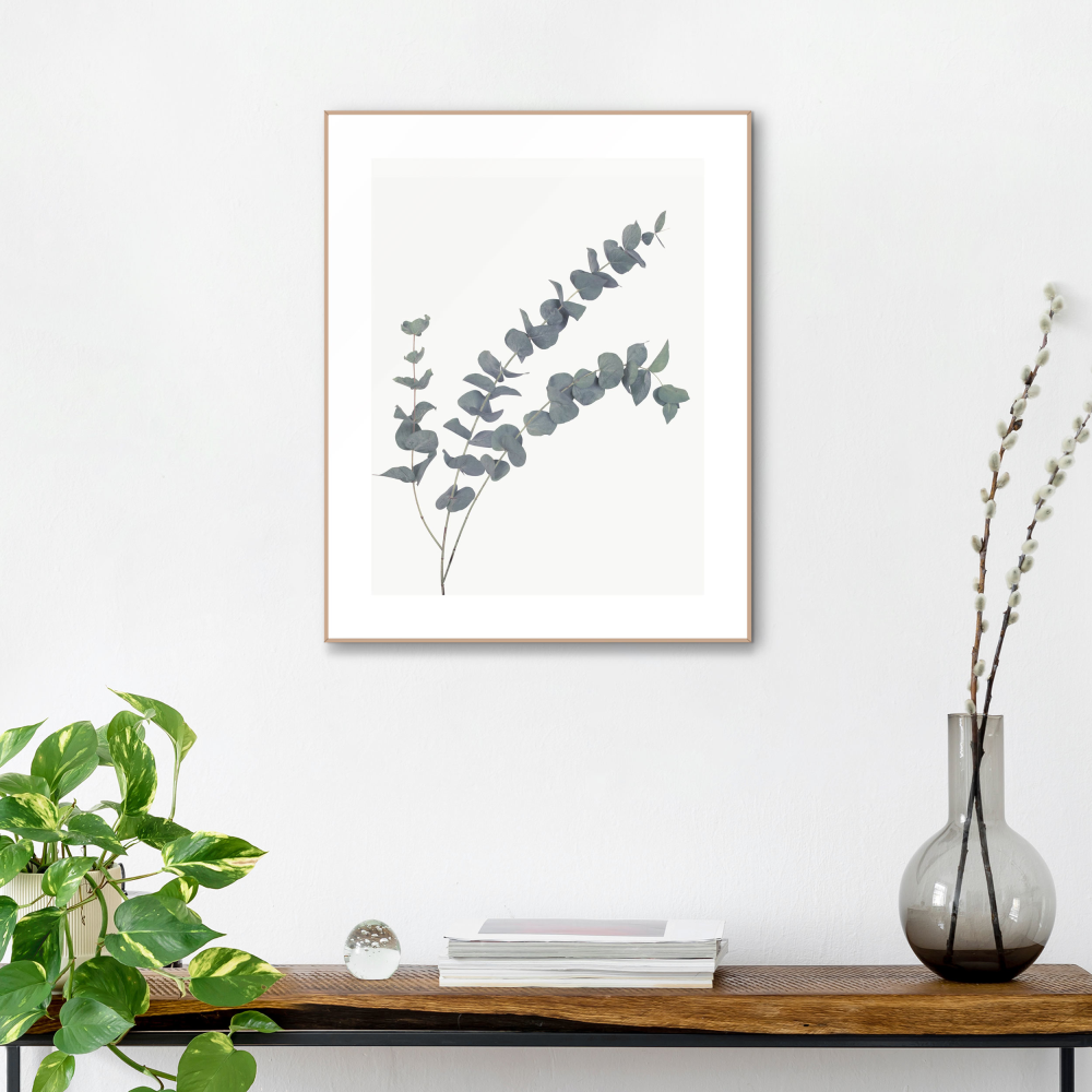 Rahmenbild Eucalyptus