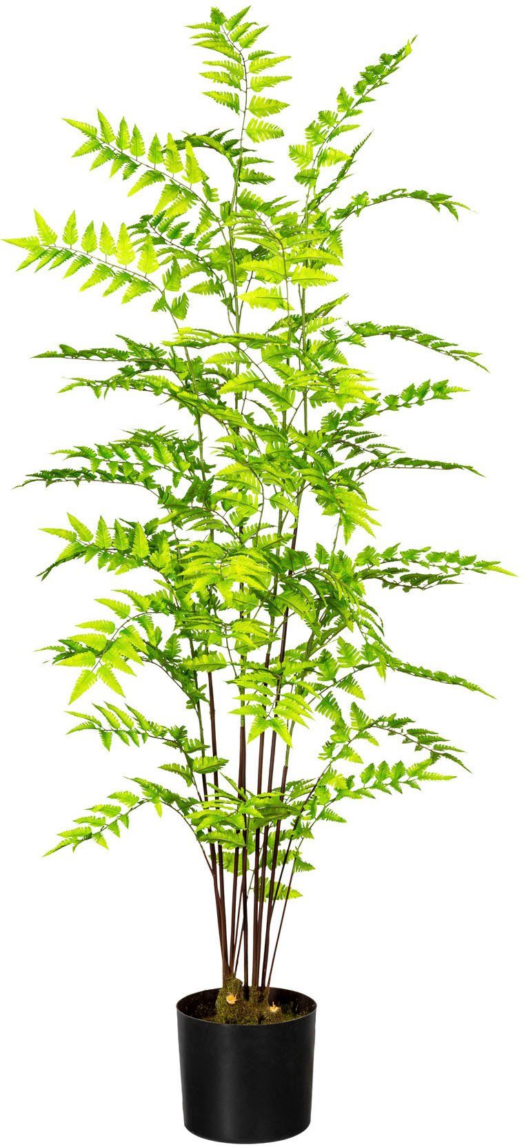 Künstliche Zimmerpflanze Goldschuppenfarn Farn, Creativ green, Höhe 120 cm