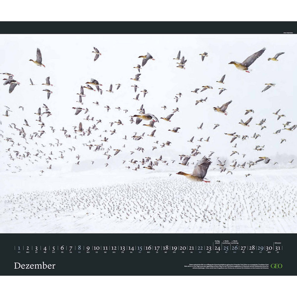 GEO EDITION: TIERWELTEN 2024 - WAND-KALENDER - TIER-KALENDER - Kalender