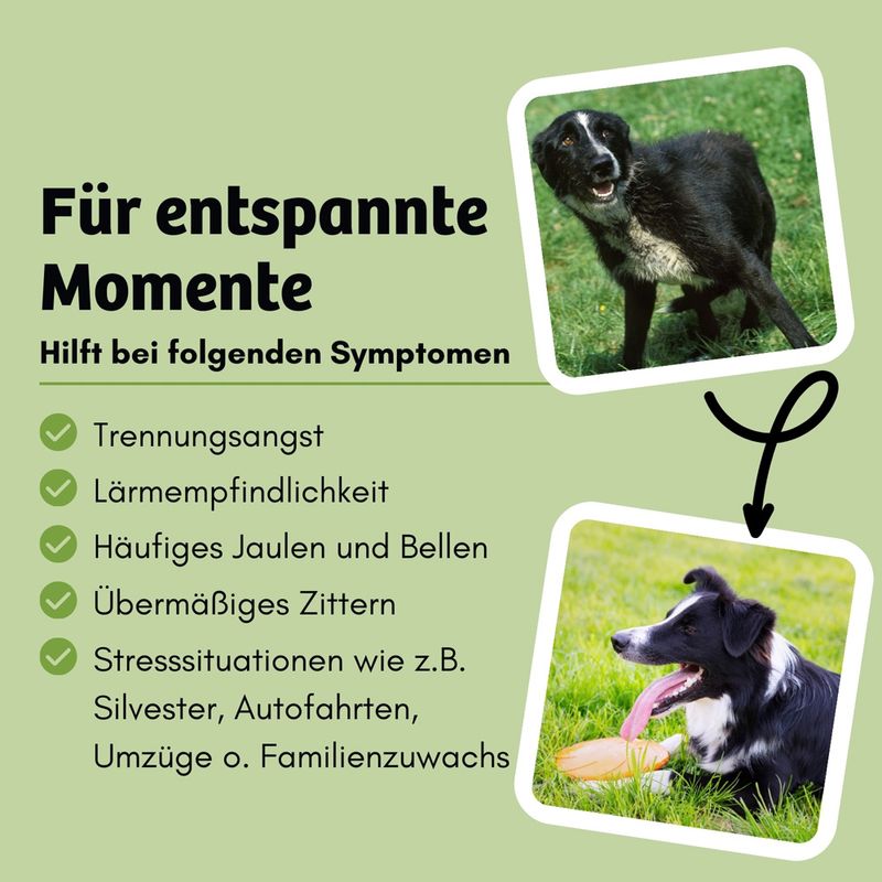 BugBell BugTerrine Adult Insekten, Spinat & Hanf